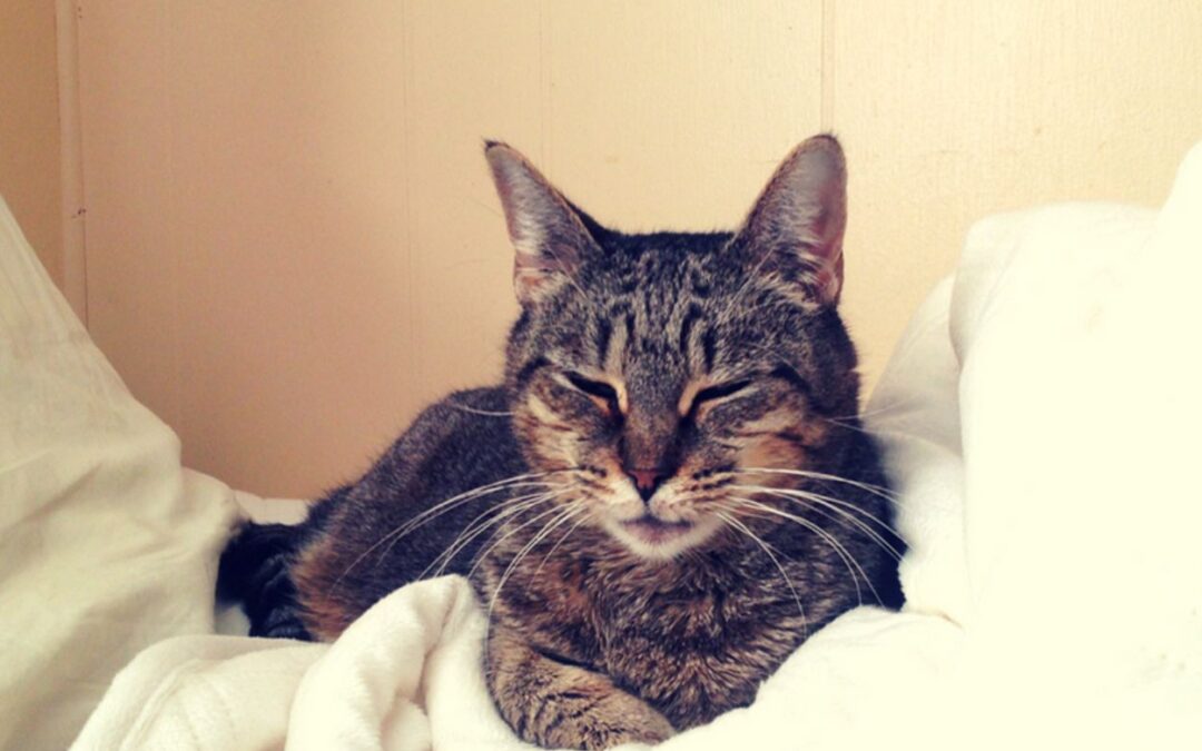 9 Surprising Strategies to Deepen Your Bond with Your Cat