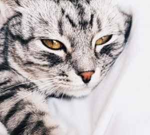 Cat is shown laying on sheets