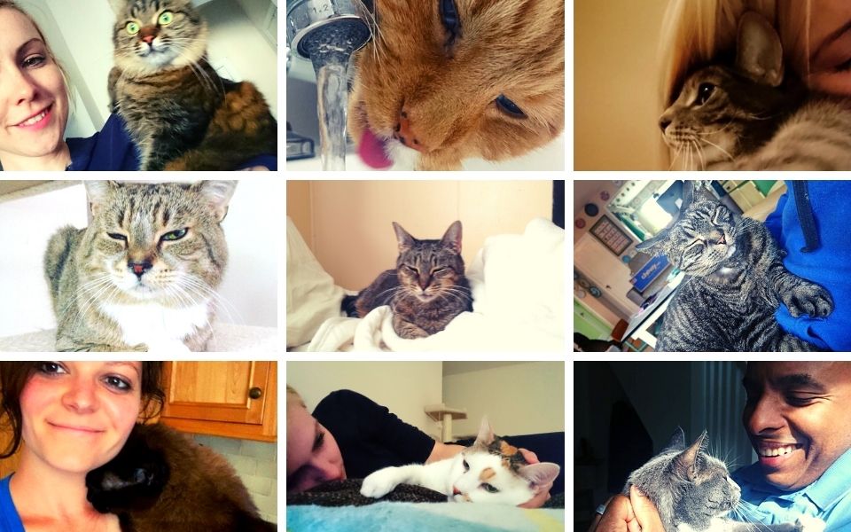 A pictures displaying 9 different cat photos are shown, some with humans together.