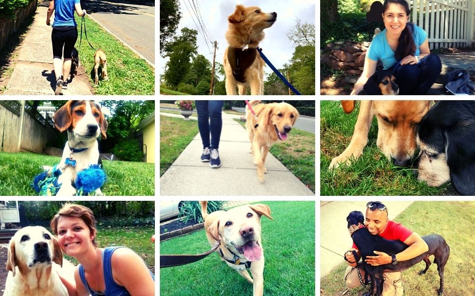 An image with a set of 9 pictures is shown, all showing dogs and humans.