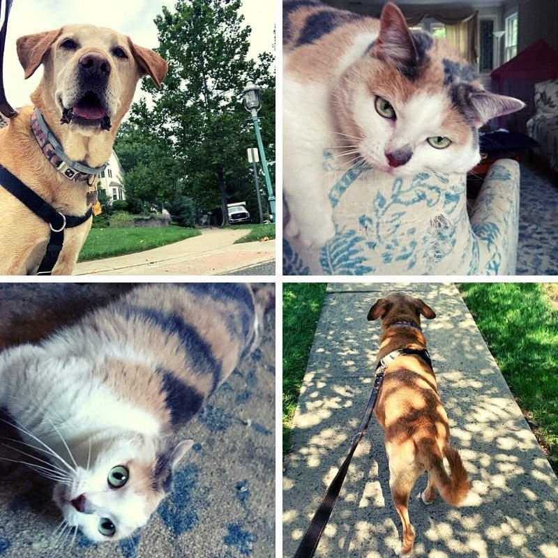 Four different pictures shown with a dog a cat