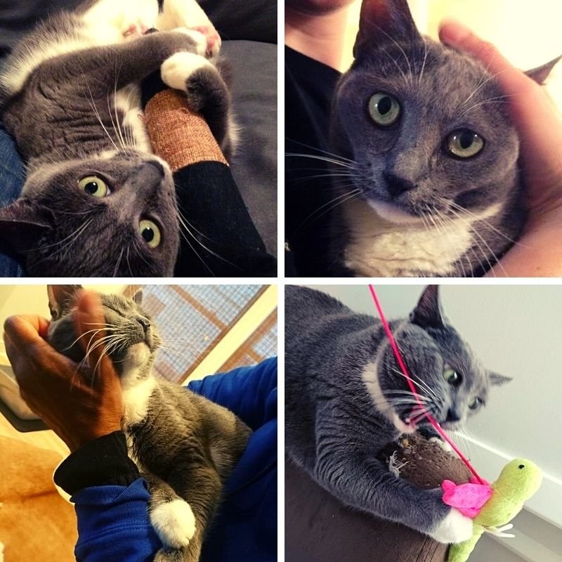 Four different pictures shown with a cat and person