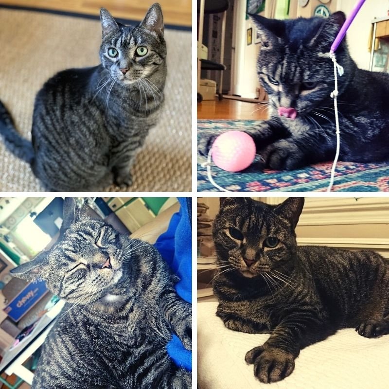 Four different pictures shown with a cat