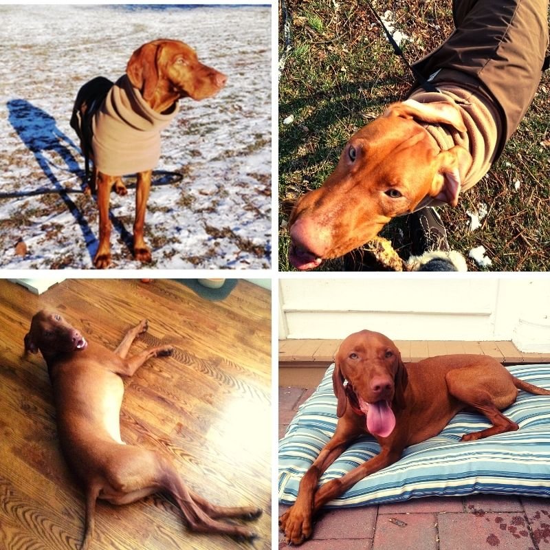 Four different pictures shown with a dog