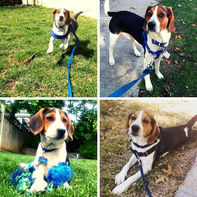 Four different pictures shown with a dog