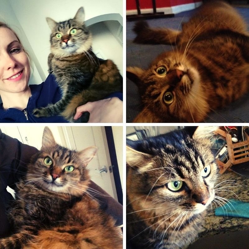 Four different pictures shown with a person and cat