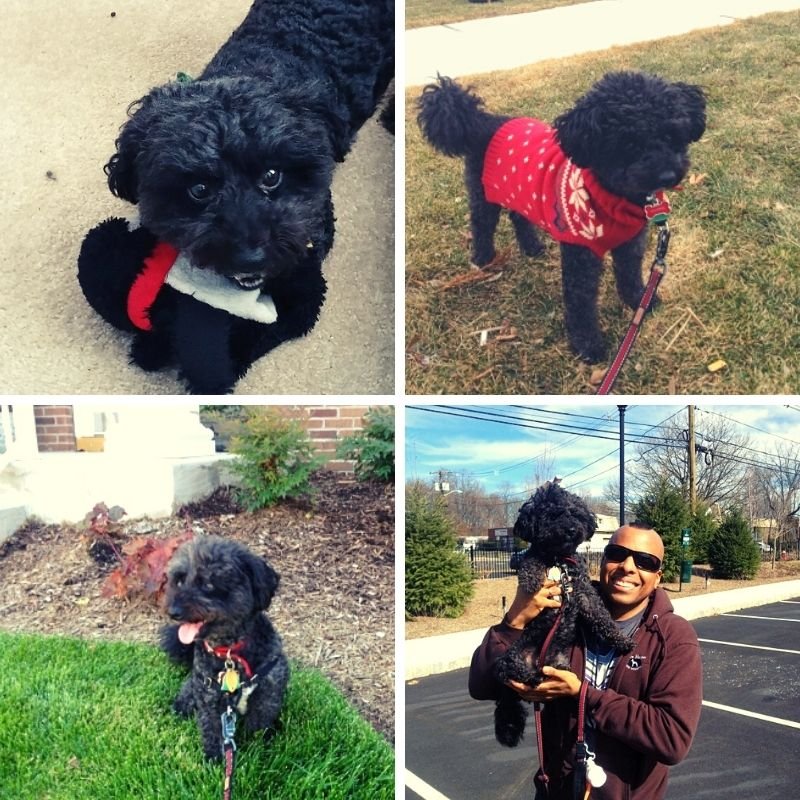 Four different pictures shown with a dog and person