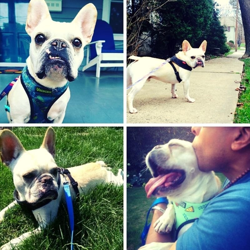 Four different pictures shown with a dog