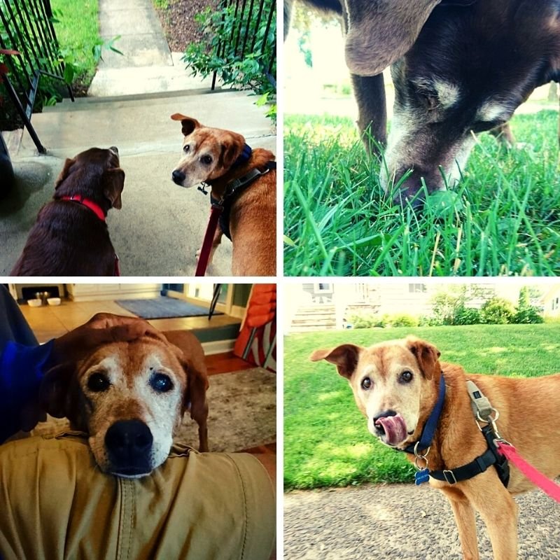 Four different pictures shown with dogs