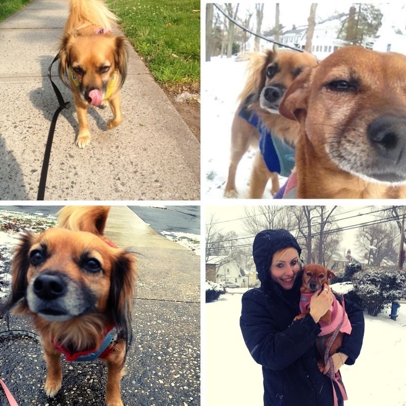 Four different pictures shown with dogs and person
