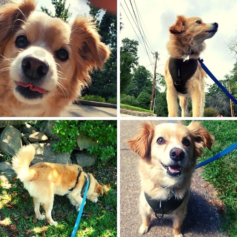 Four different pictures shown with a dog