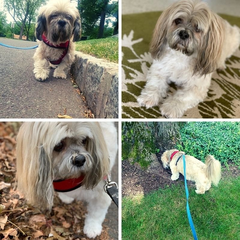 Four different pictures shown with a dog