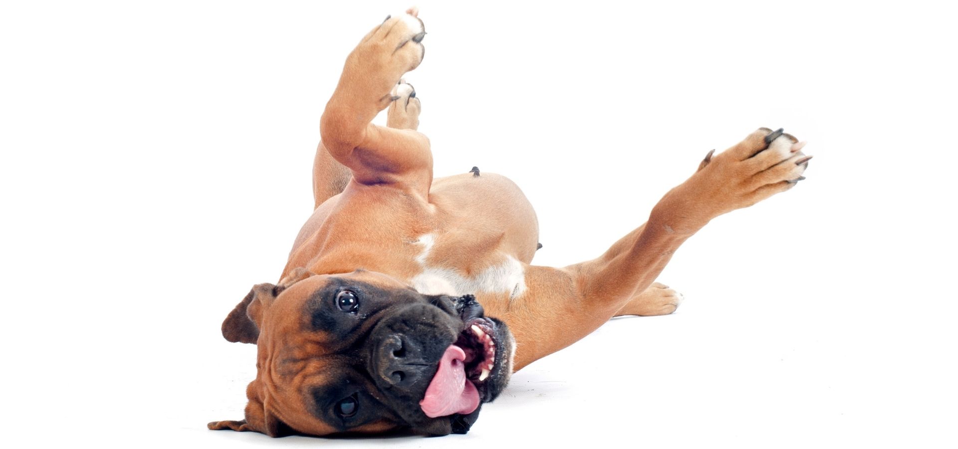 Employment Dog Page