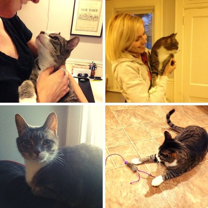 Four different pictures shown with cats