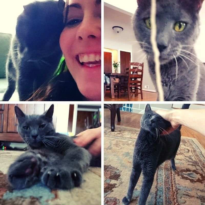 Four different pictures shown with a cat