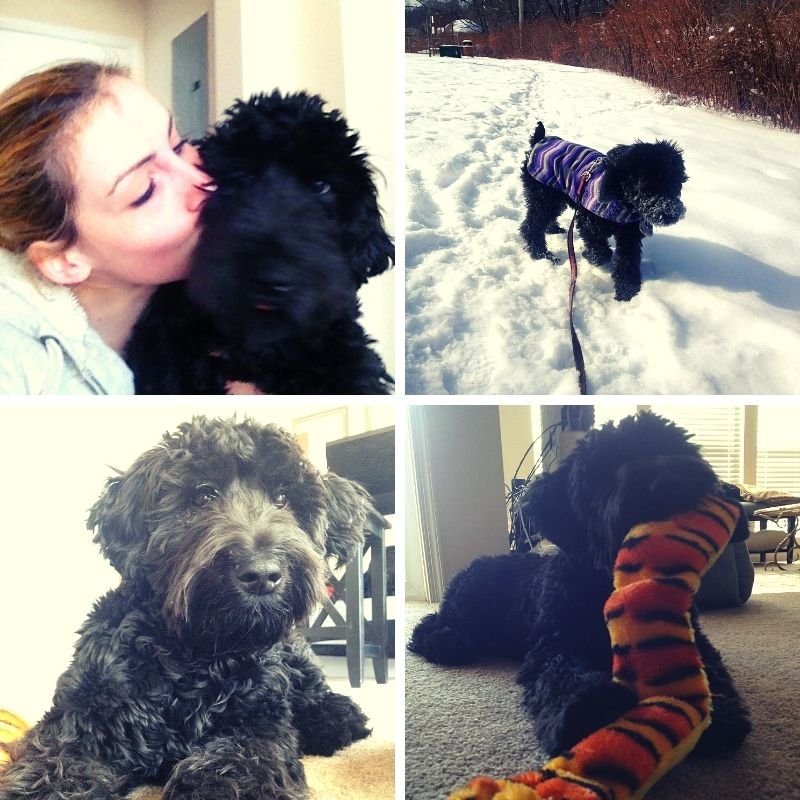 Four different pictures shown with a dog and person