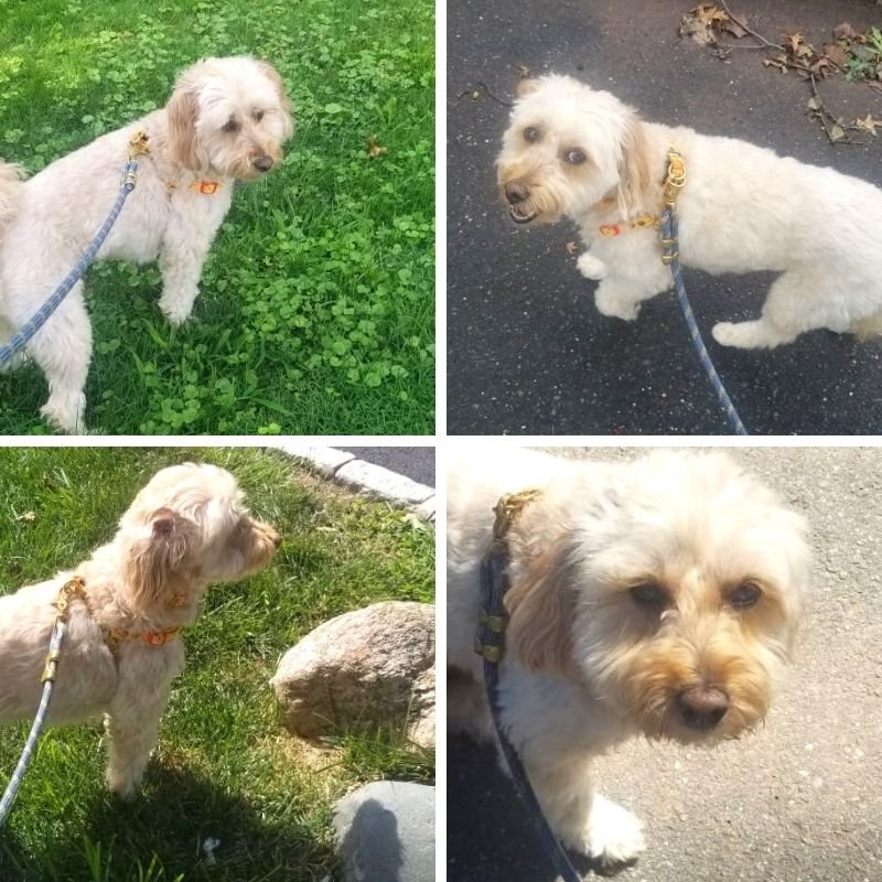 Four different pictures shown with a dog a cat