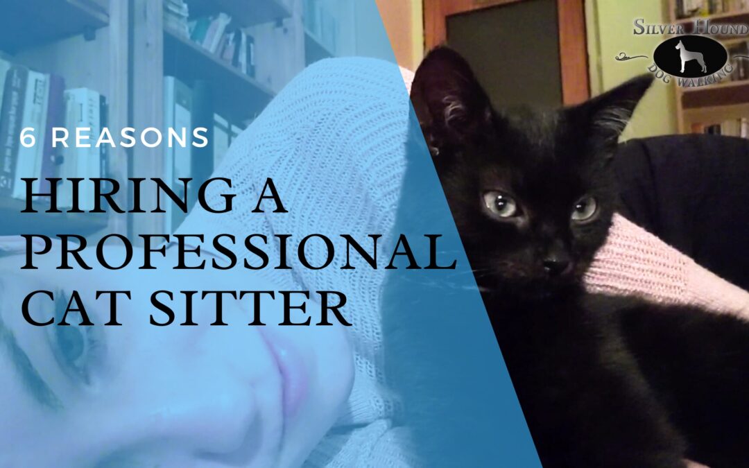 Top 6 Reasons to Hire a Professional Cat Sitter in New Jersey