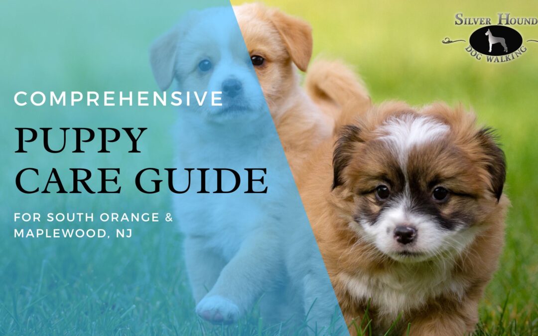 The one and only Puppy Guide for New Jersey in 2024