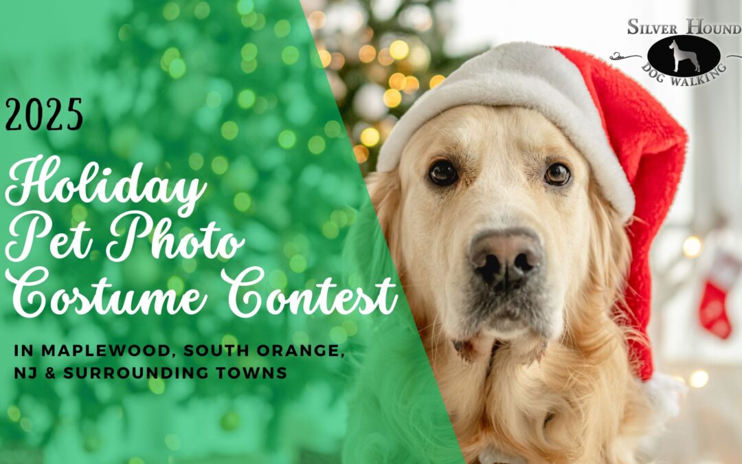 Holiday Pet Photo Costume Contest in Maplewood & South Orange
