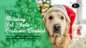 Golden retriever wearing a Santa hat for Silver Hound Dog Walking’s 2025 Holiday Pet Photo Costume Contest in Maplewood and South Orange, NJ
