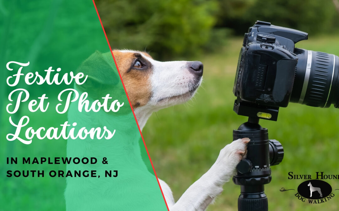 Best Local Spots to Take Holiday Pet Photos in Maplewood & South Orange
