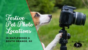 Dog-friendly holiday photo spots in Maplewood and South Orange NJ along popular dog-walking routes