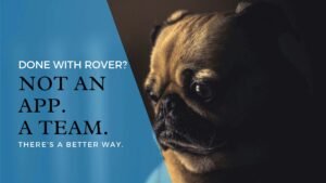 Blog cover image reading "Not an App. A Team." - Silver Hound Dog Walking, a trusted Rover alternative in Maplewood, South Orange and Millburn NJ